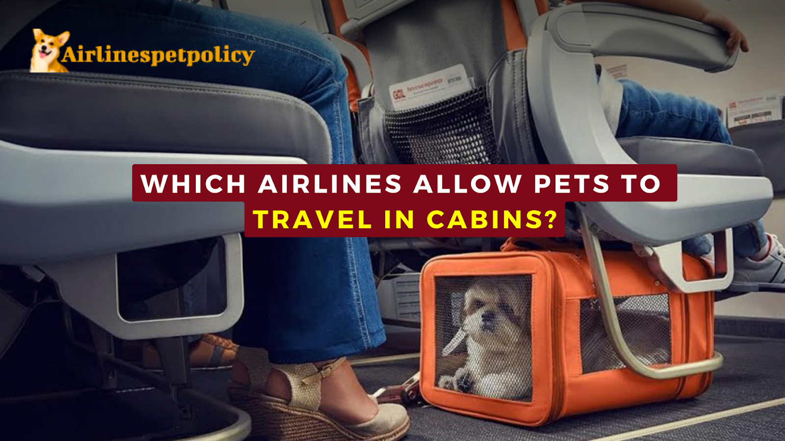 Which Airlines Allow Pets To Travel In Cabins? » CNBC Posts